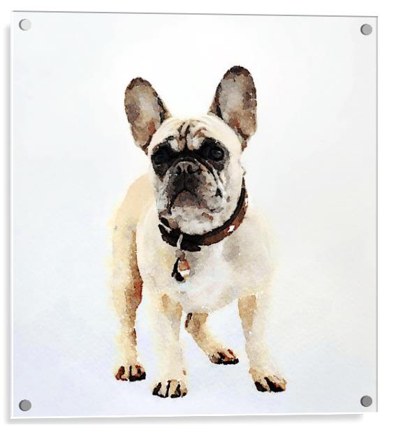 French Bulldog Print Acrylic by Tanya Hall