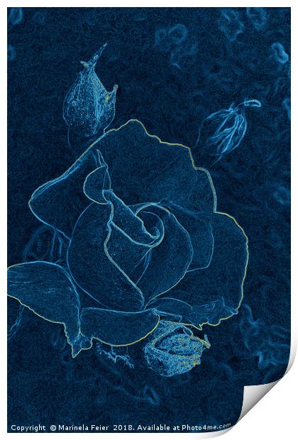 blue rose contour Print by Marinela Feier