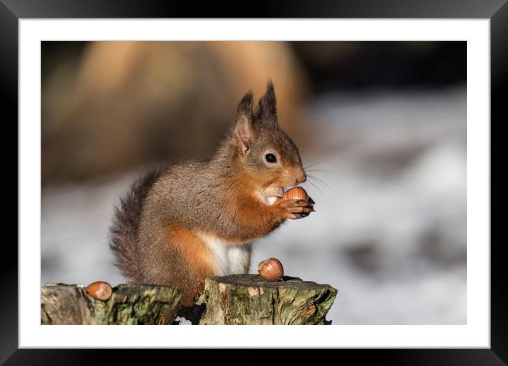 Red Squirrel Framed Mounted Print by Amanda Stewart