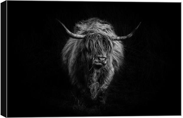 Highland Cattle Canvas Print by Amanda Stewart
