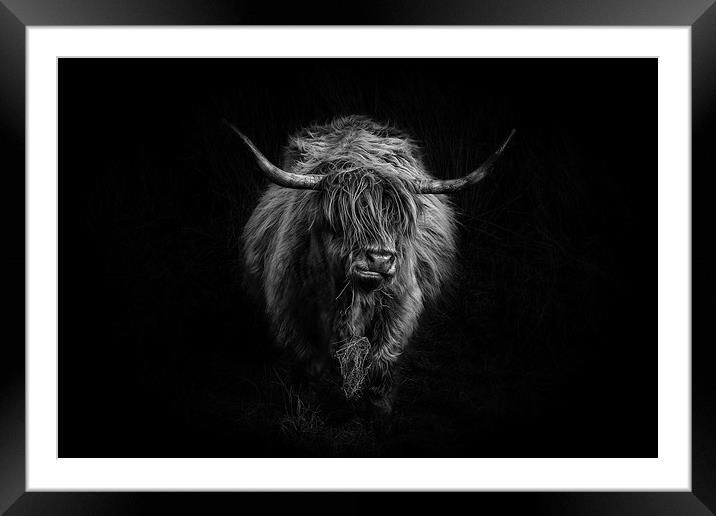 Highland Cattle Framed Mounted Print by Amanda Stewart