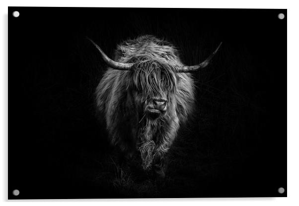 Highland Cattle Acrylic by Amanda Stewart