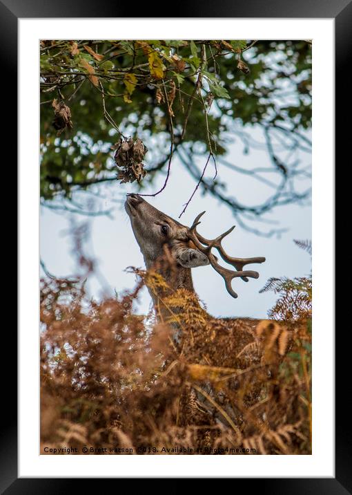fallow deer  Framed Mounted Print by Brett watson