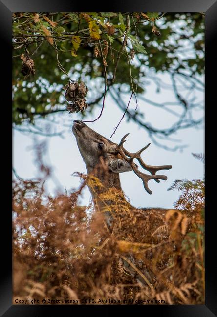 fallow deer  Framed Print by Brett watson