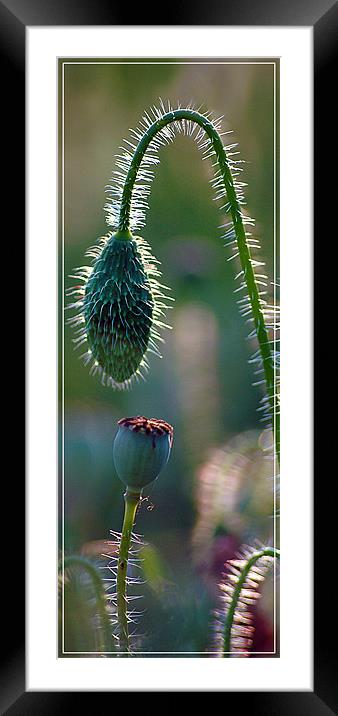 Bald and Hairy Framed Mounted Print by Graham Piper