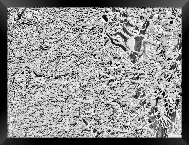          Tree After Snow                           Framed Print by Victor Burnside