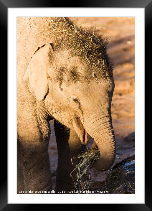 Infant Asian elephant feeding Framed Mounted Print by Jason Wells