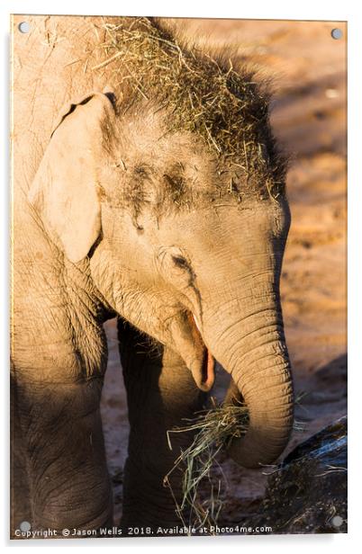 Infant Asian elephant feeding Acrylic by Jason Wells