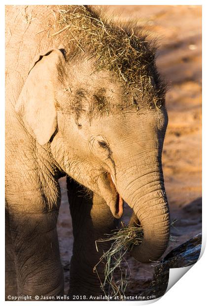 Infant Asian elephant feeding Print by Jason Wells
