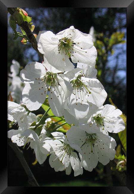 Spring blossom Framed Print by Graham Piper