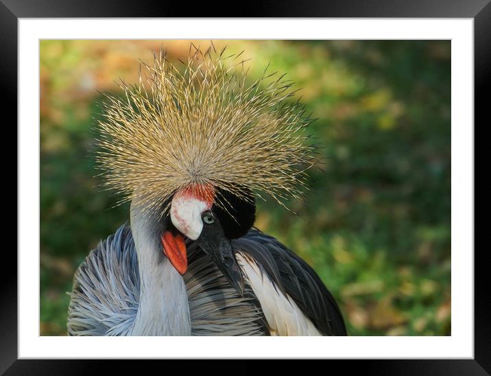 Declining specie: the grey crowned crane Framed Mounted Print by Genevieve HUI BON HOA