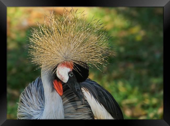 Declining specie: the grey crowned crane Framed Print by Genevieve HUI BON HOA