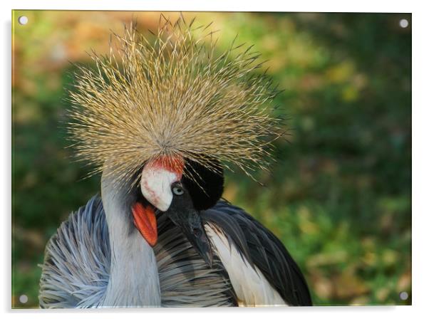 Declining specie: the grey crowned crane Acrylic by Genevieve HUI BON HOA