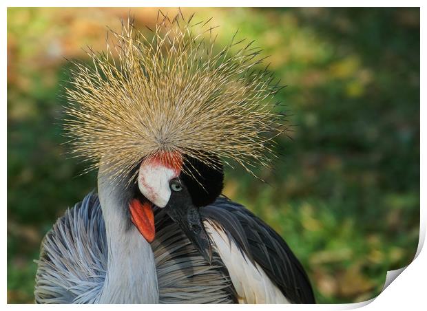 Declining specie: the grey crowned crane Print by Genevieve HUI BON HOA