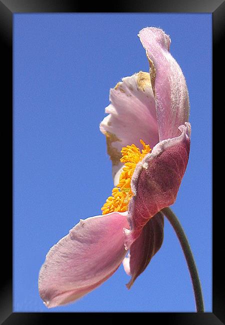 Pink perfection Framed Print by Graham Piper