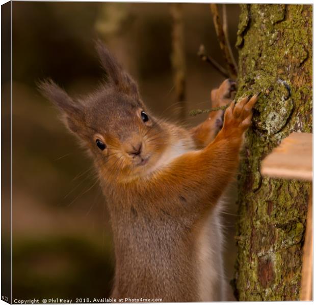 Red Squirrel Canvas Print by Phil Reay