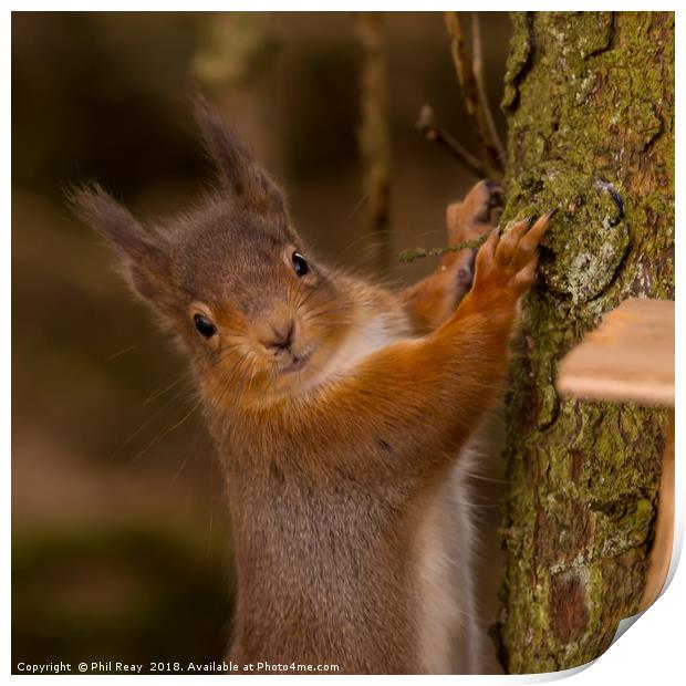 Red Squirrel Print by Phil Reay