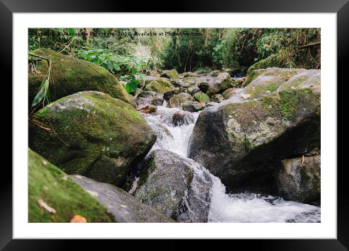 Tropical Stream  Framed Mounted Print by Alexandre Rotenberg