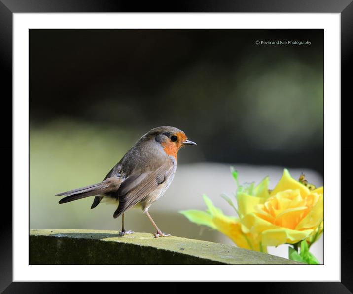 Robin Redbreast             Framed Mounted Print by kevin long
