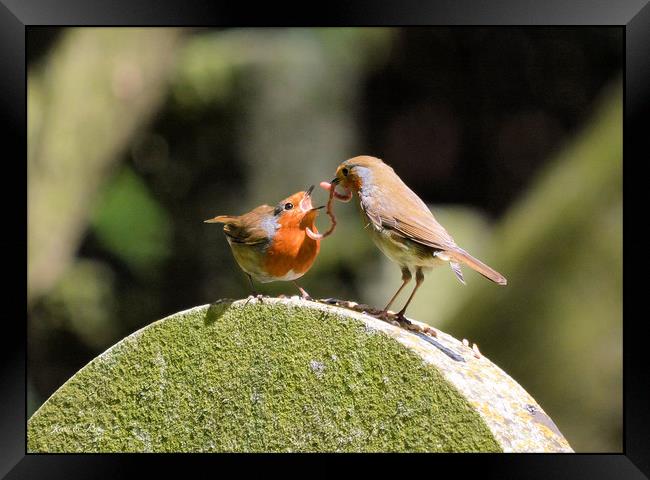 Feeding his Family  Framed Print by kevin long