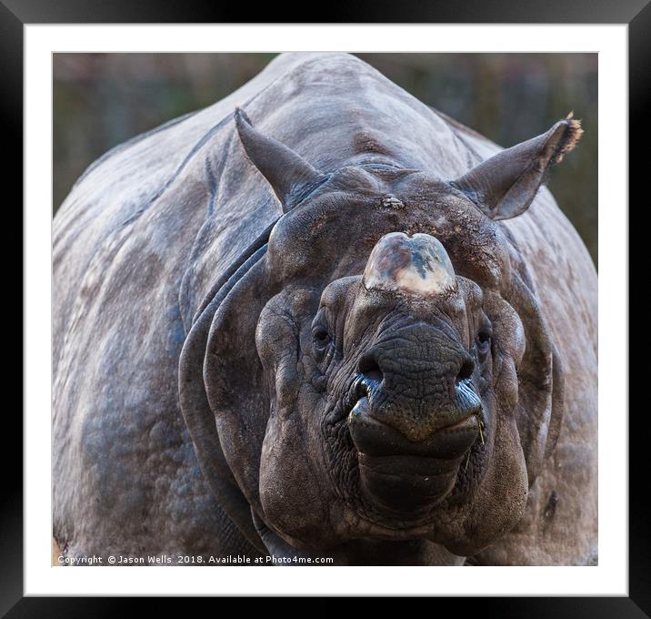 Greater one-horned rhinoceros Framed Mounted Print by Jason Wells