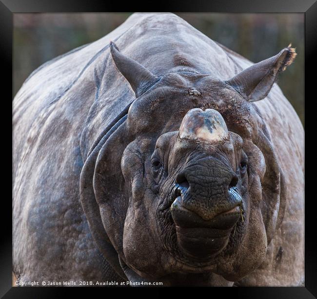 Greater one-horned rhinoceros Framed Print by Jason Wells