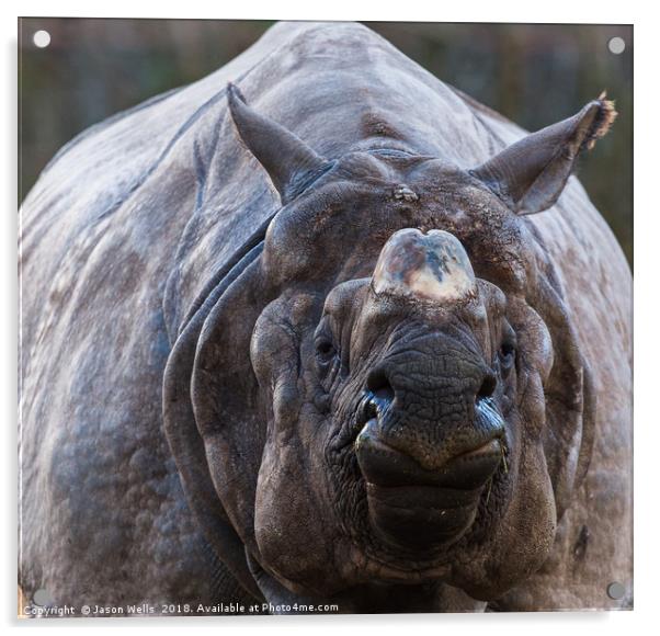 Greater one-horned rhinoceros Acrylic by Jason Wells