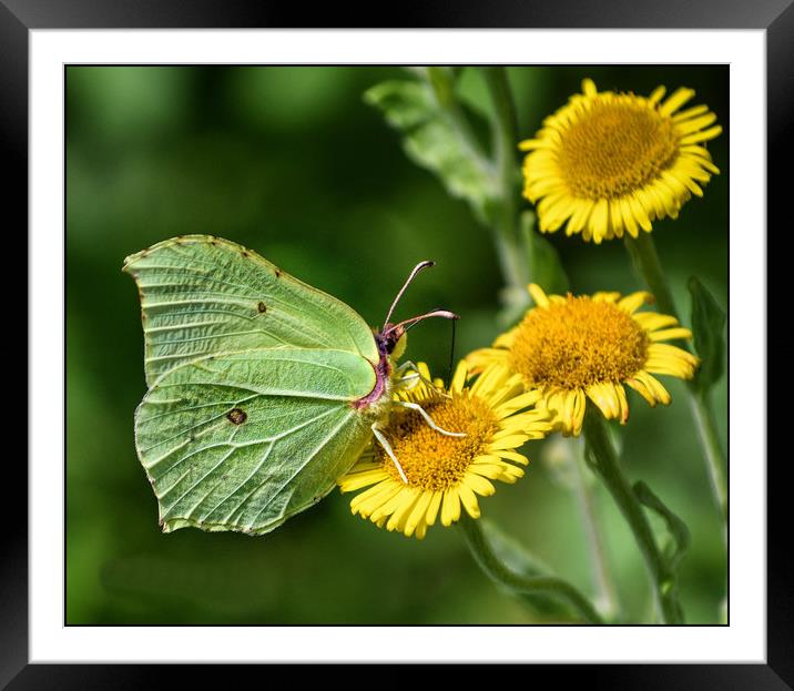 Butterfly looking like a Leaf  Framed Mounted Print by kevin long