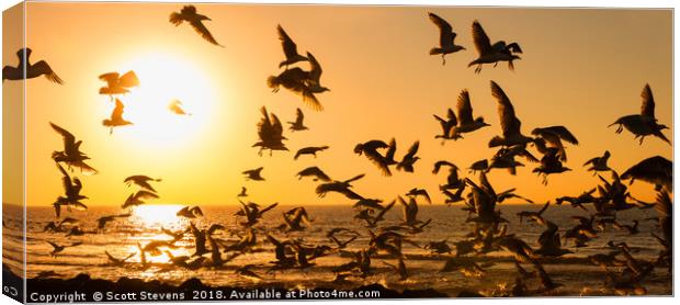 Seagulls At Sunset Canvas Print by Scott Stevens