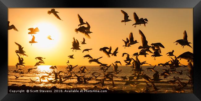 Seagulls At Sunset Framed Print by Scott Stevens