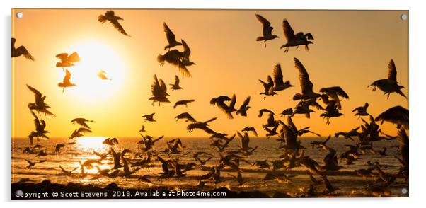 Seagulls At Sunset Acrylic by Scott Stevens
