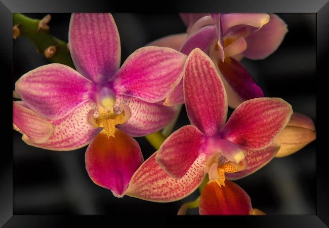 Orchid flowers at Kew gardens Framed Print by Tony Bates