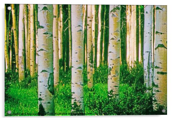 Sunshine in the birch forest - watercolour. Acrylic by Chris Langley