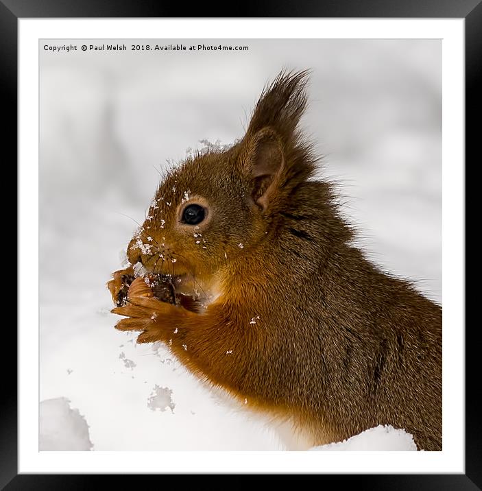 Red Squirrel Freeze Burn Nooooo! Framed Mounted Print by Paul Welsh