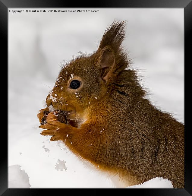 Red Squirrel Freeze Burn Nooooo! Framed Print by Paul Welsh