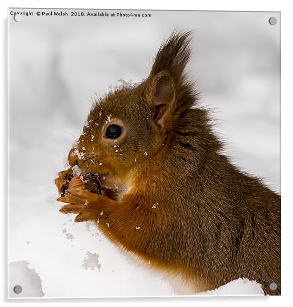 Red Squirrel Freeze Burn Nooooo! Acrylic by Paul Welsh