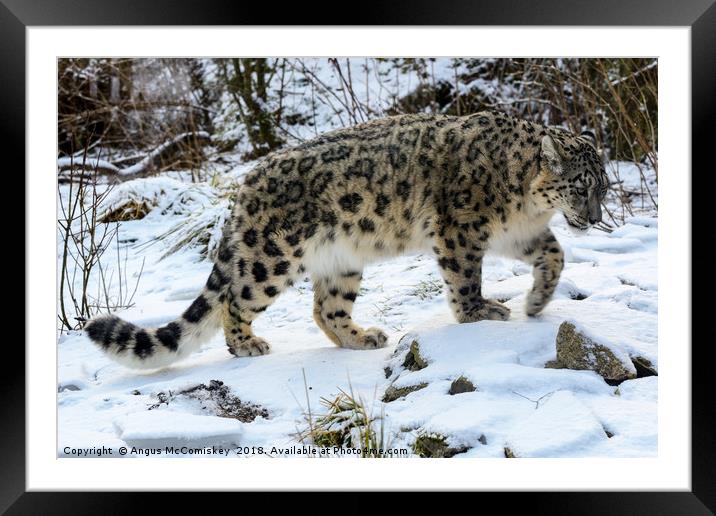 Snow Leopard Framed Mounted Print by Angus McComiskey