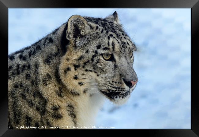 Snow leopard portrait Framed Print by Angus McComiskey