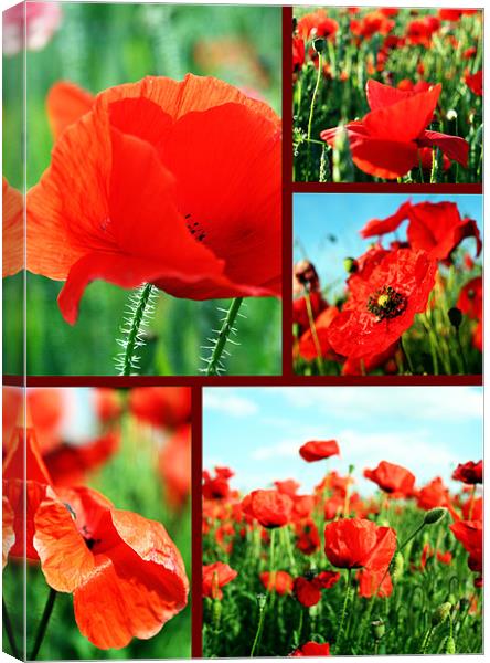 Collage of poppies Canvas Print by Doug McRae
