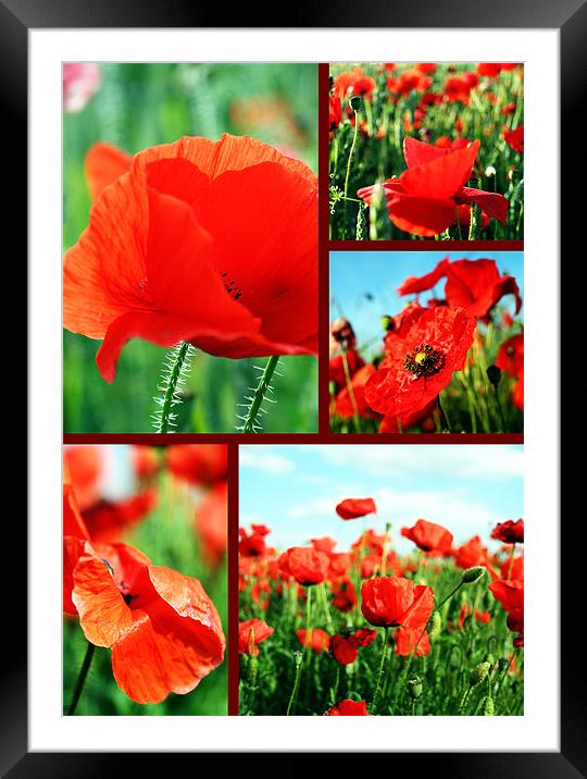 Collage of poppies Framed Mounted Print by Doug McRae