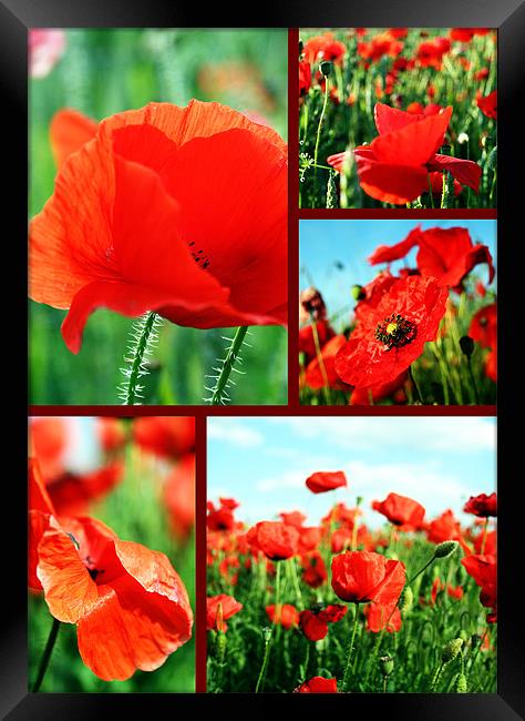 Collage of poppies Framed Print by Doug McRae