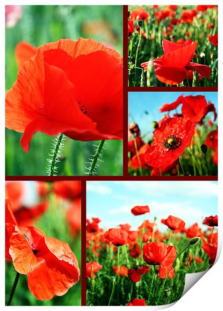 Collage of poppies Print by Doug McRae