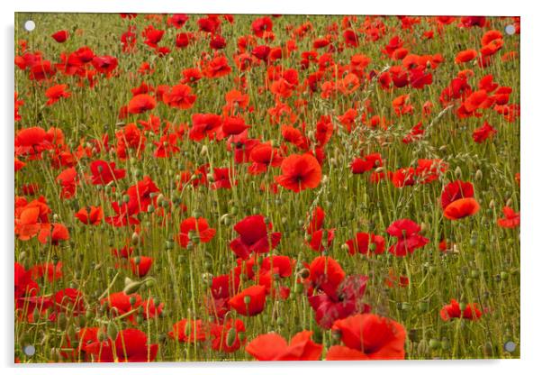 Poppy field Acrylic by David Tanner