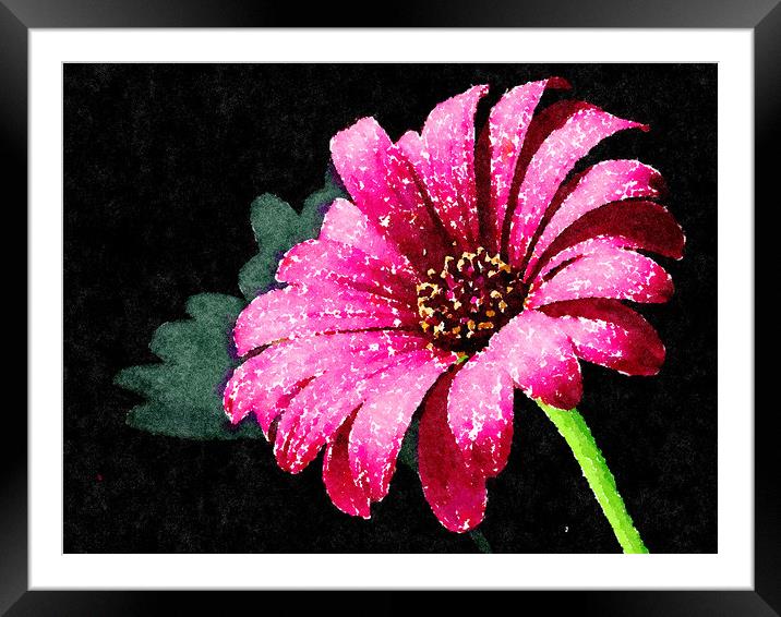 Pink Daisy Rich and colorful on a dark background Framed Mounted Print by Tanya Hall