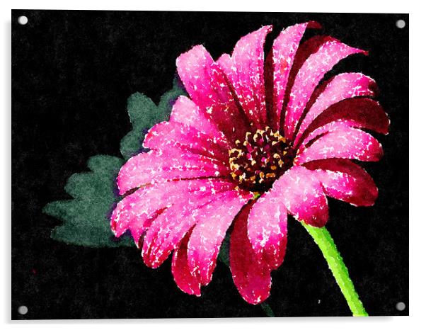 Pink Daisy Rich and colorful on a dark background Acrylic by Tanya Hall