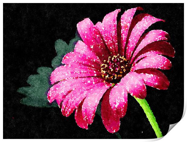 Pink Daisy Rich and colorful on a dark background Print by Tanya Hall