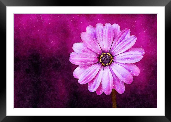 Purple Flower on a deep background, Print Framed Mounted Print by Tanya Hall