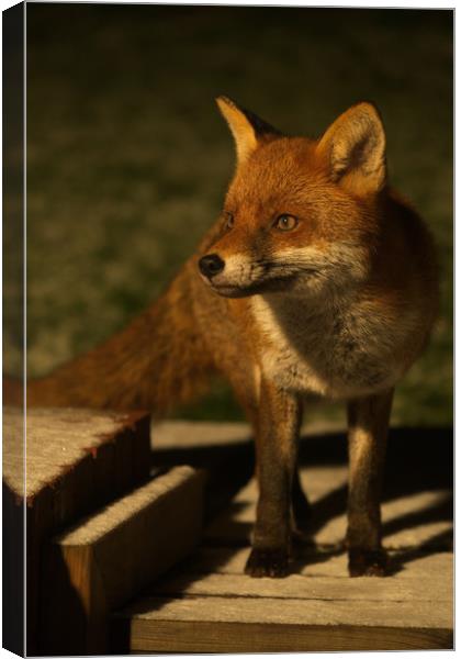 The Wild Red Fox Canvas Print by rawshutterbug 