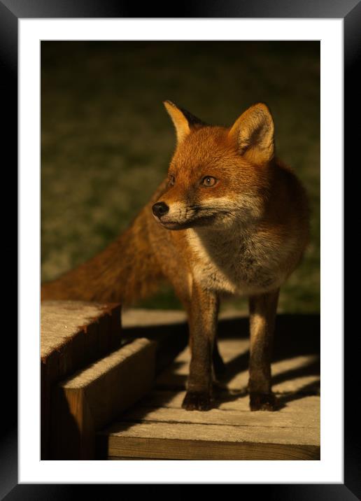The Wild Red Fox Framed Mounted Print by rawshutterbug 