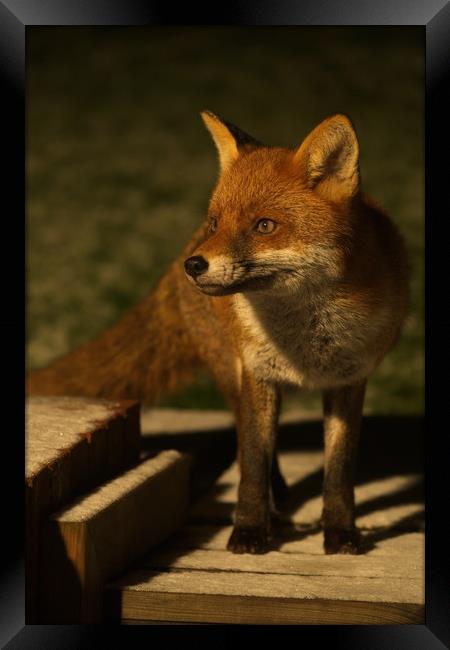 The Wild Red Fox Framed Print by rawshutterbug 